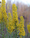 Showy Goldenrod