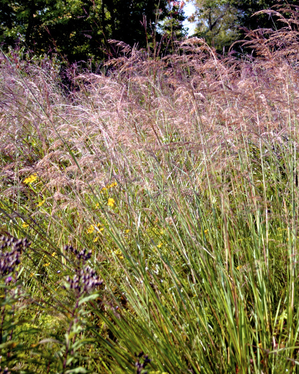 Indian Grass