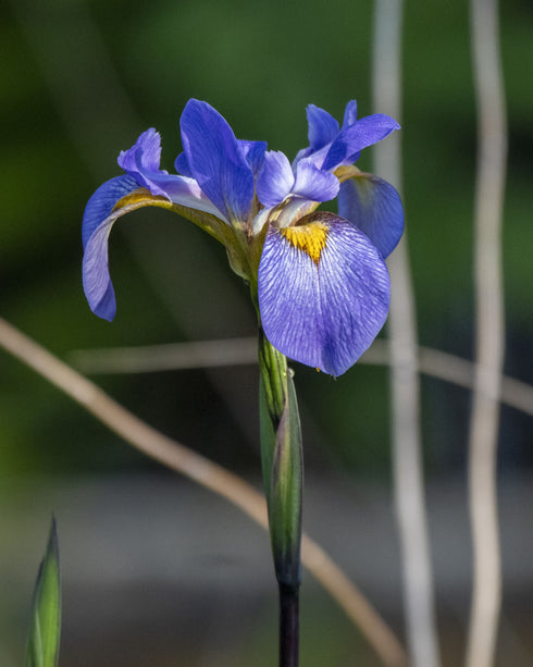 Southern Blue Flag Iris