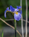 Southern Blue Flag Iris
