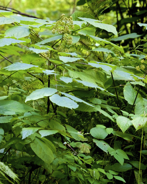 Spikenard