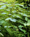 Spikenard