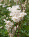 Meadowsweet