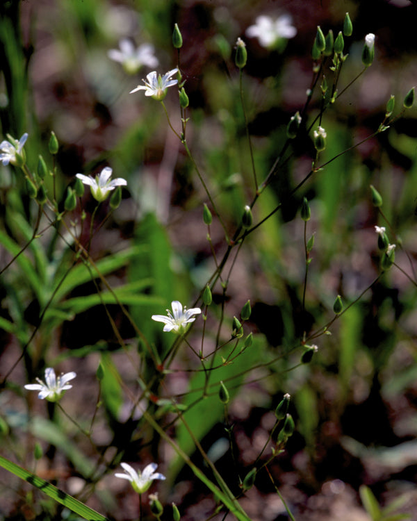Stiff Sandwort