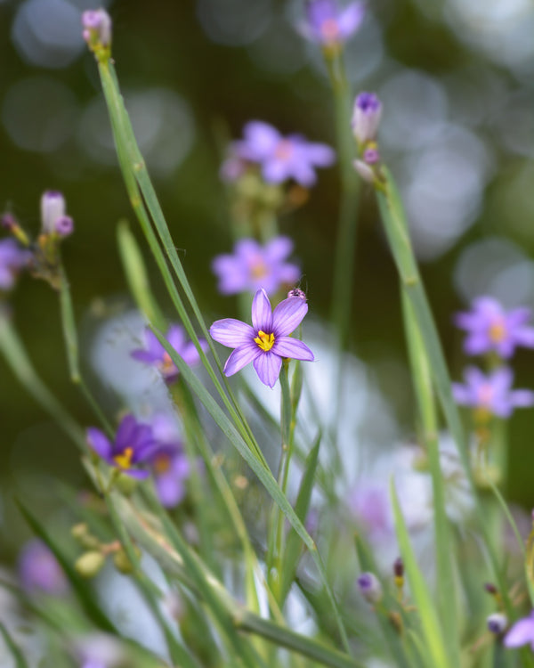 Stout Blue-eyed Grass