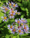 Swamp Aster