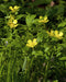 Swamp Buttercup