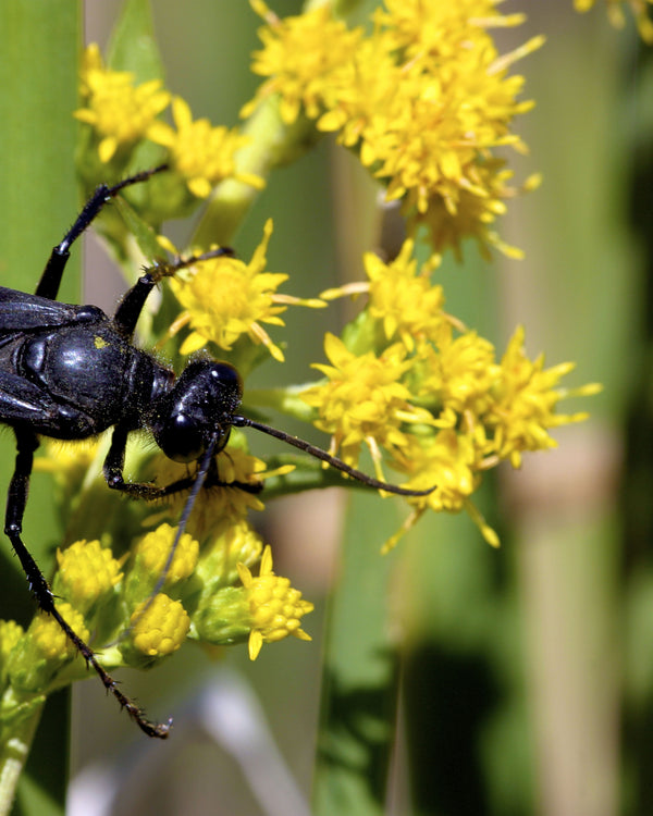 Swamp Goldenrod