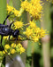 Swamp Goldenrod