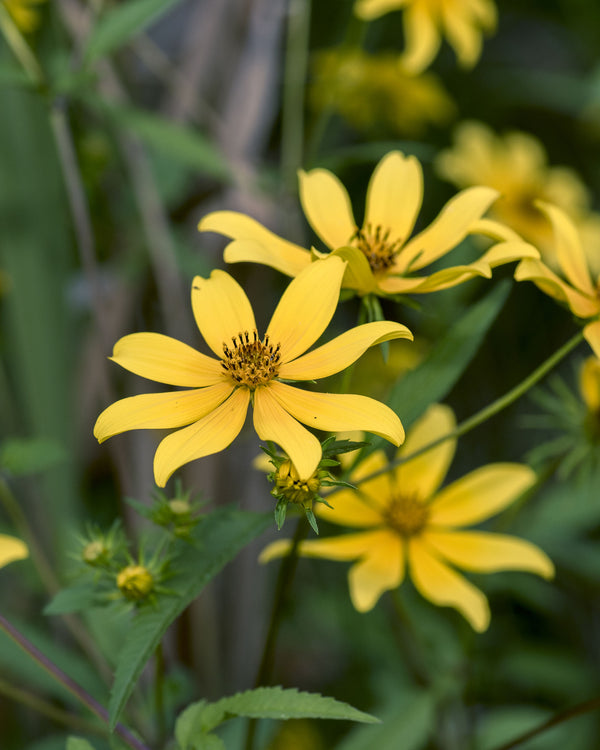 Swamp Marigold