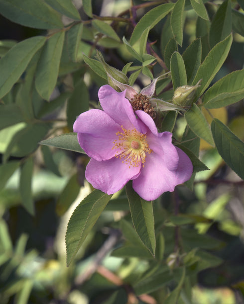 Swamp Rose