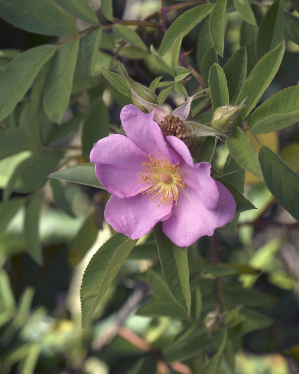 Swamp Rose