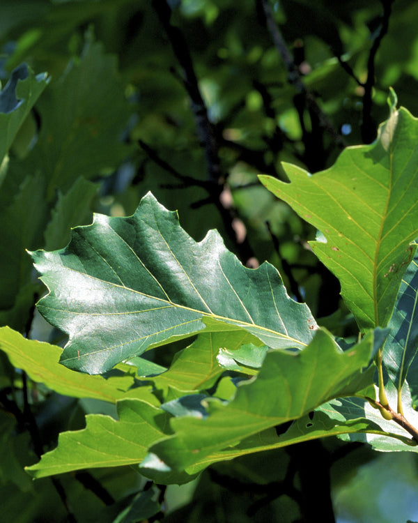 Swamp White Oak