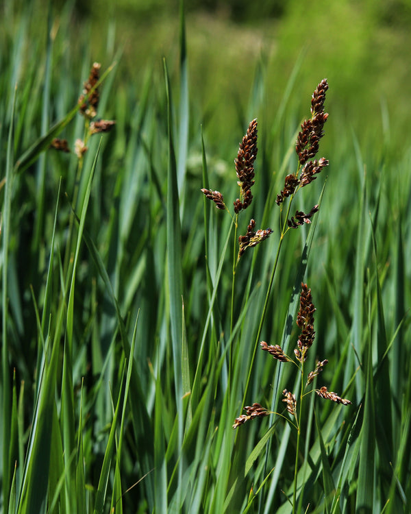 Sweet Grass