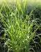 Switch Grass