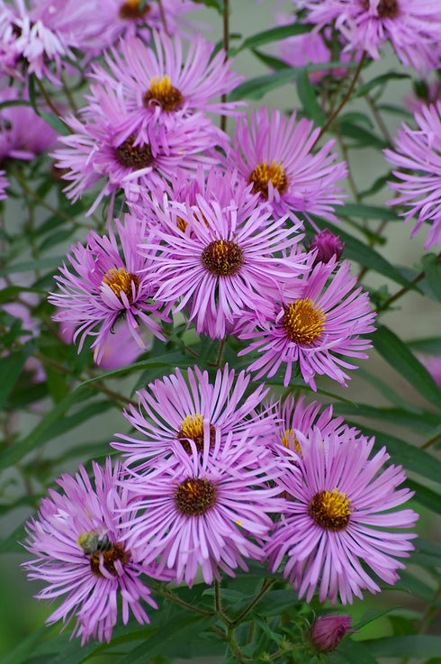 New England Aster