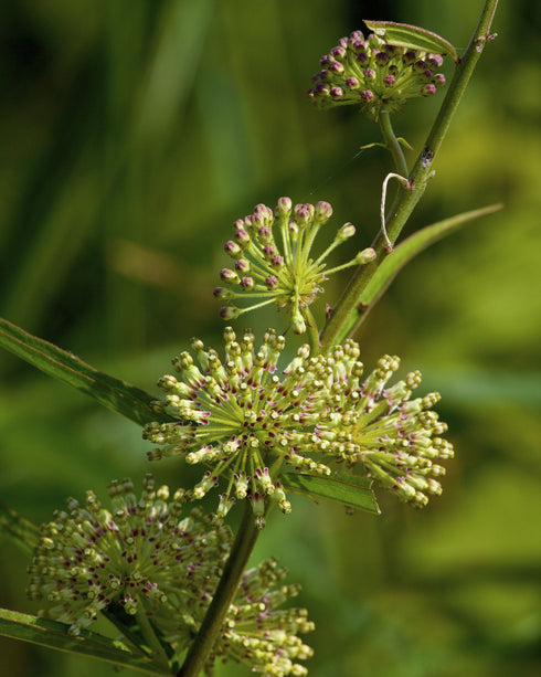 Tall Green Milkweed