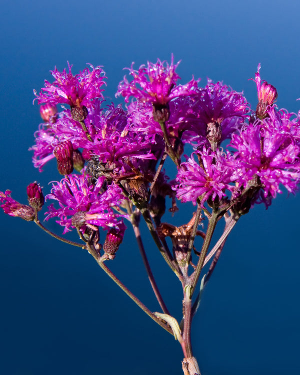 Tall Ironweed