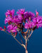 Tall Ironweed