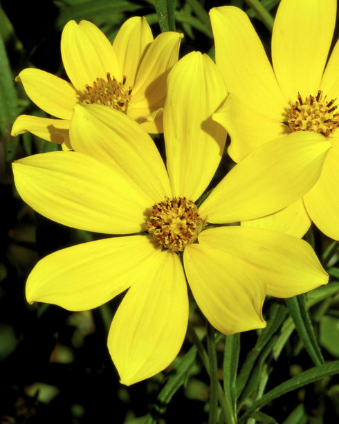 Tall Swamp Marigold