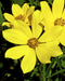 Tall Swamp Marigold