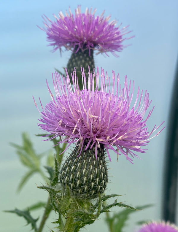 Tall Thistle