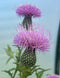 Tall Thistle