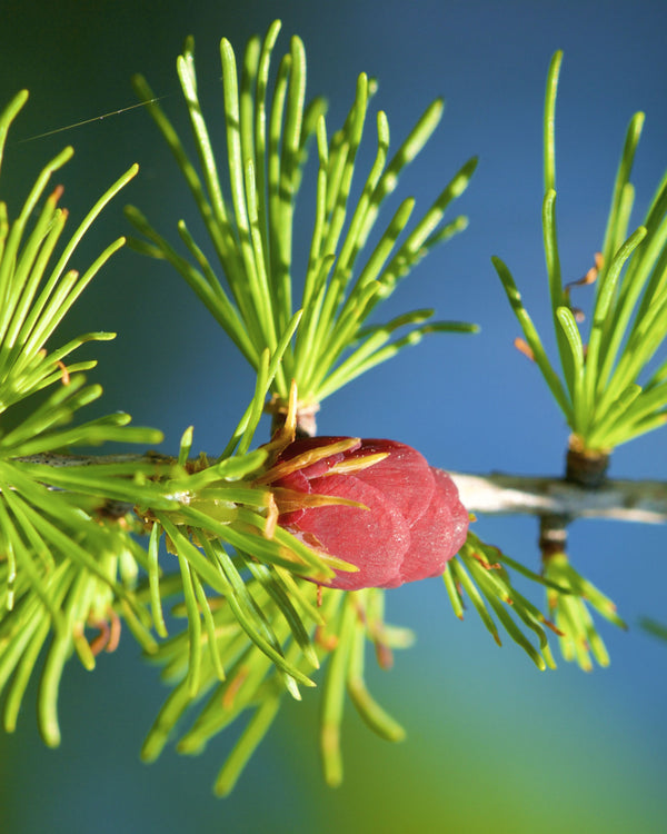 American Larch