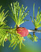 American Larch