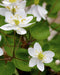 Rue Anemone