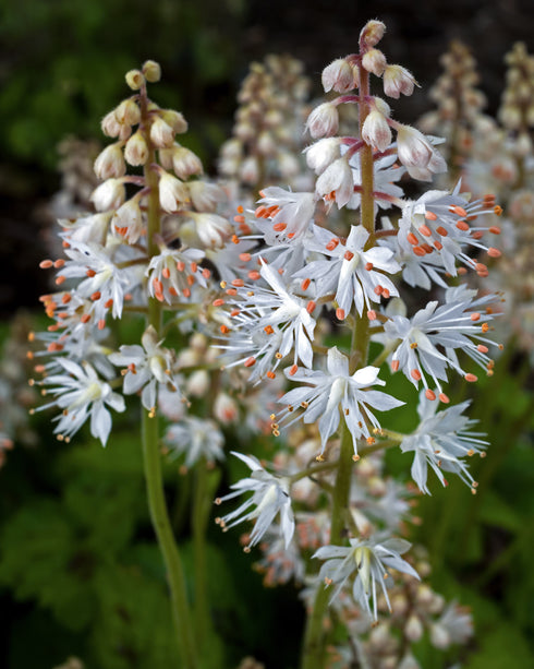 Foamflower