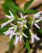 Toothwort
