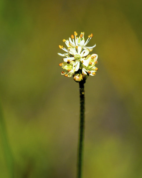 Sticky False Asphodel