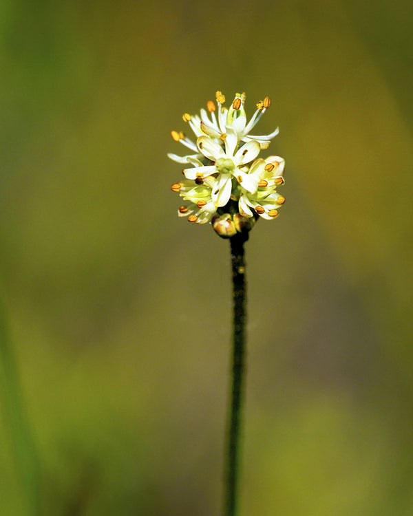 Sticky False Asphodel