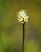 Sticky False Asphodel