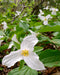 Great White Trillium