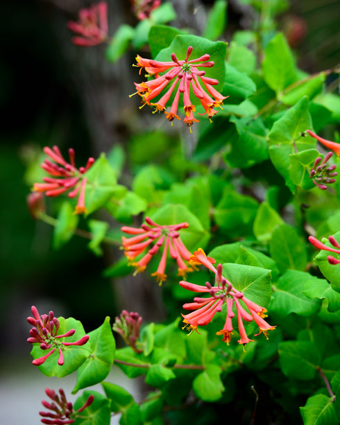 Trumpet Vine
