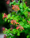 Trumpet Vine