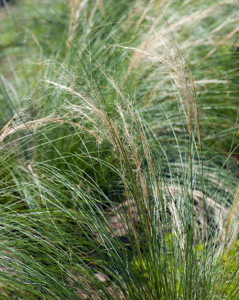 Tufted Hairgrass