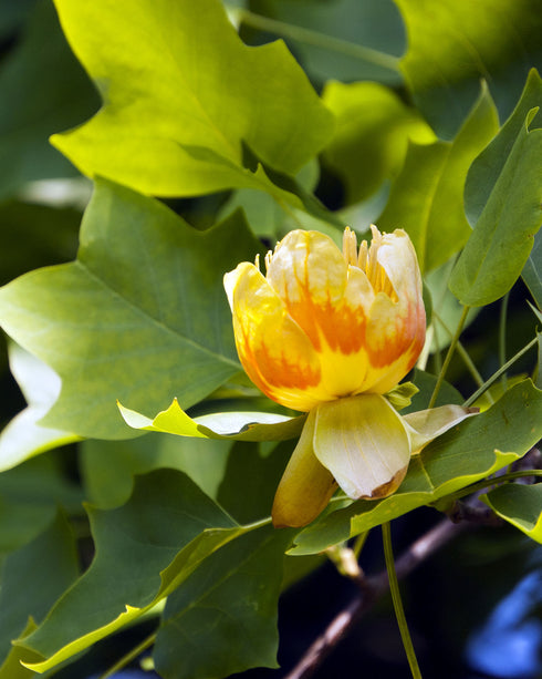 Tuliptree