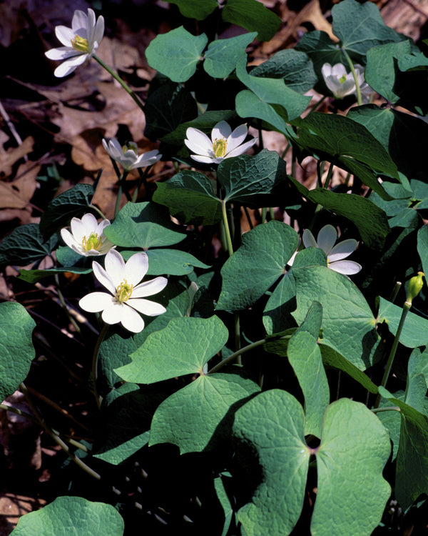 Twinleaf