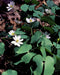 Twinleaf