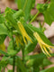 Bellwort