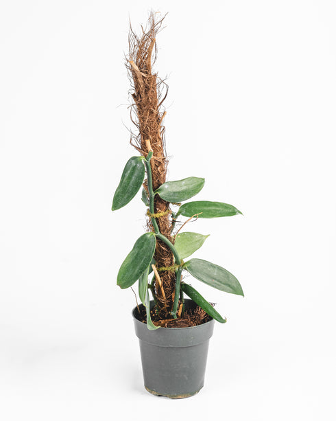 Vanilla Orchid