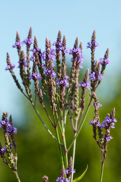 Blue Vervain