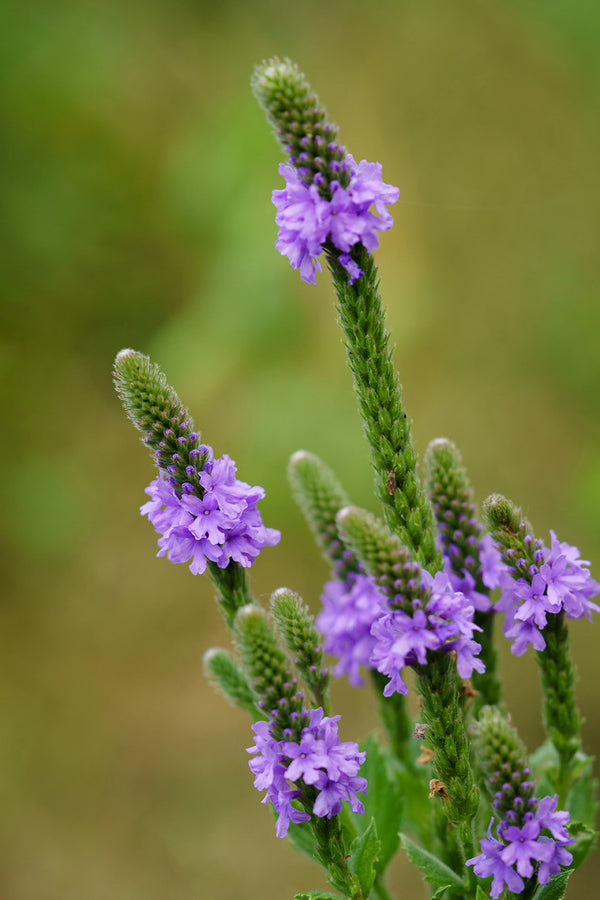 Hoary Vervain