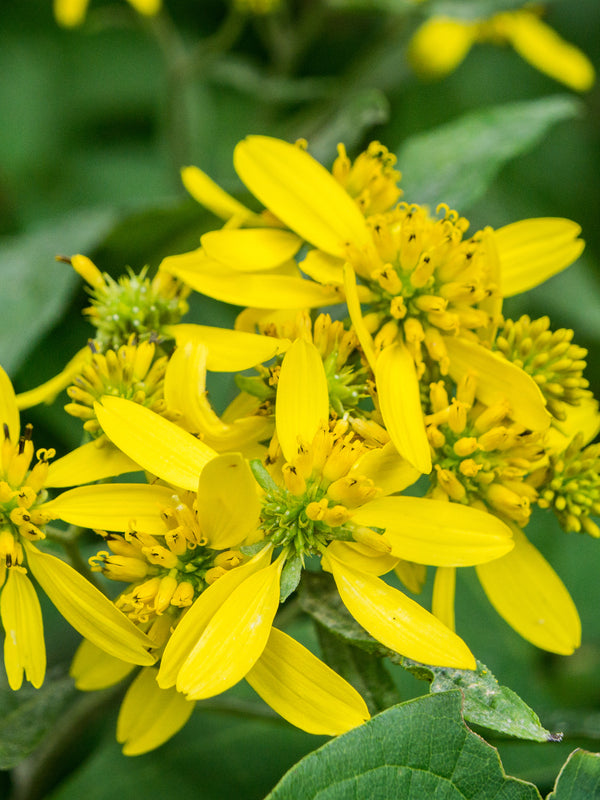 Wingstem