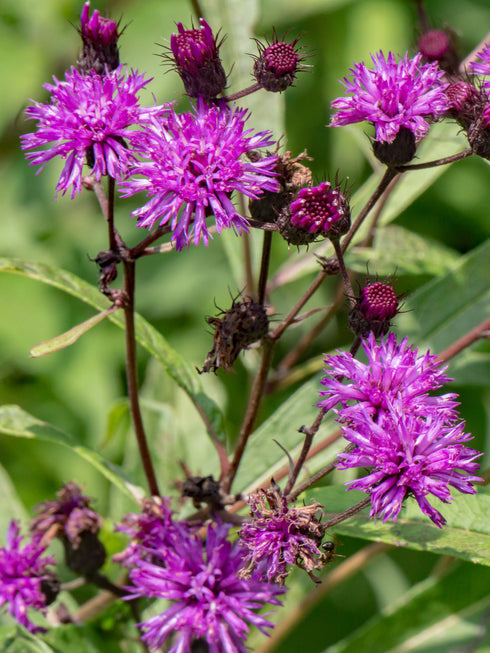 Common Ironweed