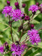 Common Ironweed