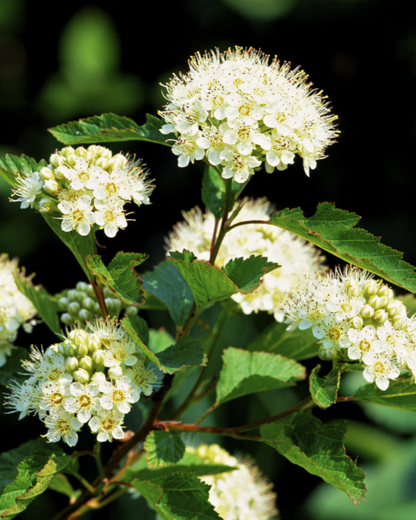 Arrowwood Viburnum